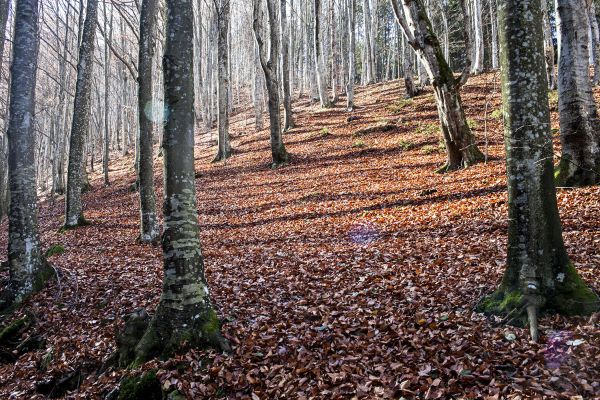 Magyar Nemzet: Óránként kéthektárnyi erdő tűnik el – Ha ez így folytatódik, teljesen letarolják Erdélyt