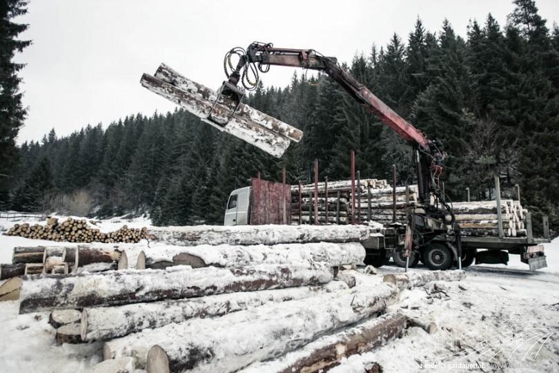 Tíz évig tilos lesz a fakitermelés Albániában?