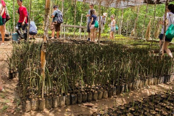 Mangrove-csemetekertek a Fülöp-szigeteken