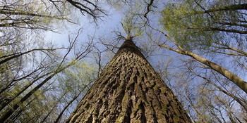 Vojvodinašume - 2000 hektárnyi területet erdősítenek a Vajdaságban