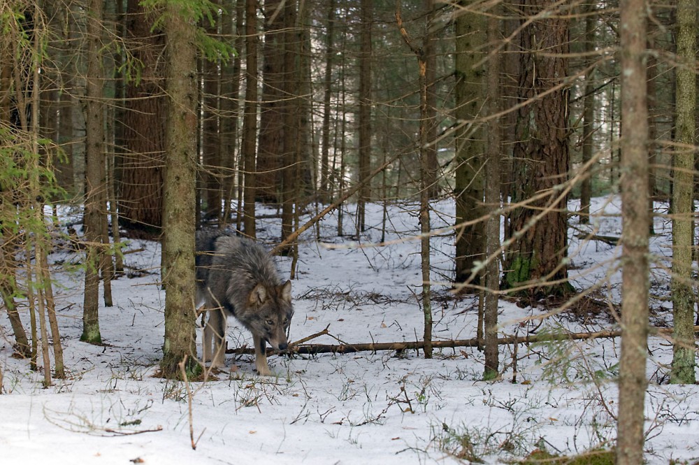 Vadászok is segítik a WWF munkáját a hazai farkasok megismerésében