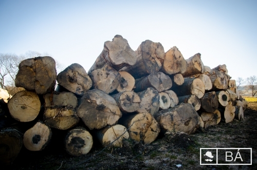 Székelyföld - Olcsóbb lehet a fa: módosította a román kormány a szabályzatot