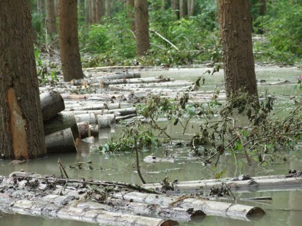 Napról-napra nagyobb veszteség – Az állami- és a magánerdőkben is leállt a munka az árvíz miatt