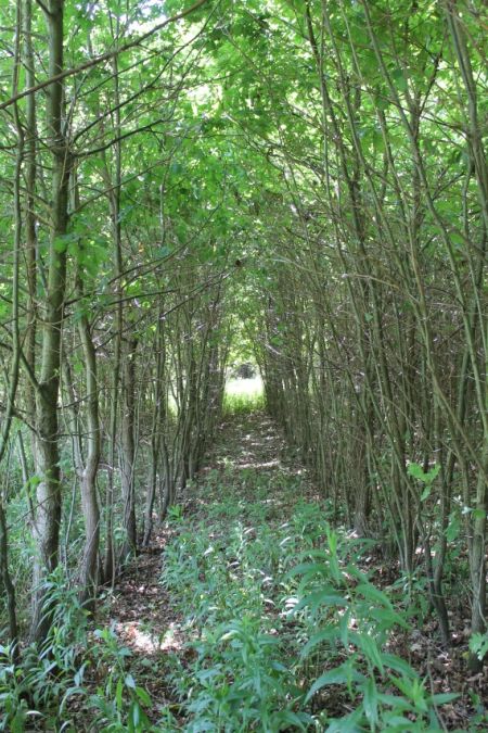 3. kép: Szarvasgomba termesztésére telepített erdő