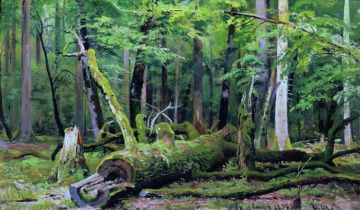 A lengyel kormány a szúk miatt vágná a fát a Białowieżai-erdőben, a Greenpeace tiltakozik