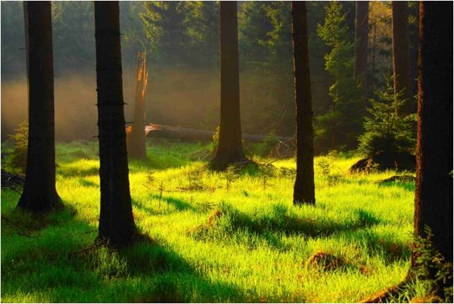 A zöldeknek nem tetszik az erdőtörvény módosításának koncepciója - Nyílt levél Fazekas Sándornak