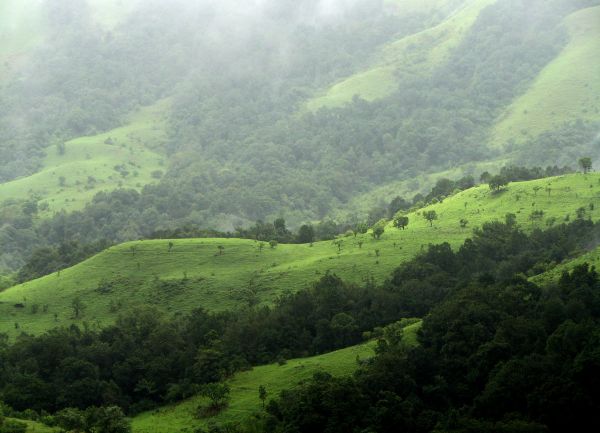 Több milliárd dollárt költene erdőtelepítésre India