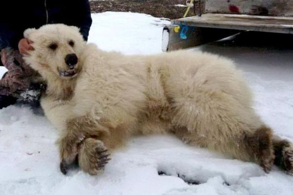 Grizzly és jegesmedve hibridet lőttek Kanada északi részén