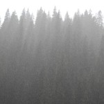 Székelyföldi fenyőerdő szitáló esőben - Fotó: Gribek Dániel