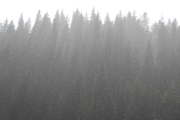 Székelyföldi fenyőerdő szitáló esőben - Fotó: Gribek Dániel