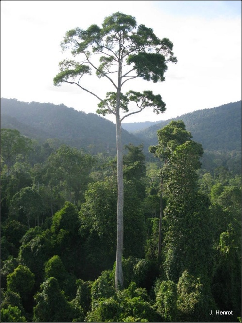 A világ legmagasabb trópusi fáját találhatták meg Malajziában