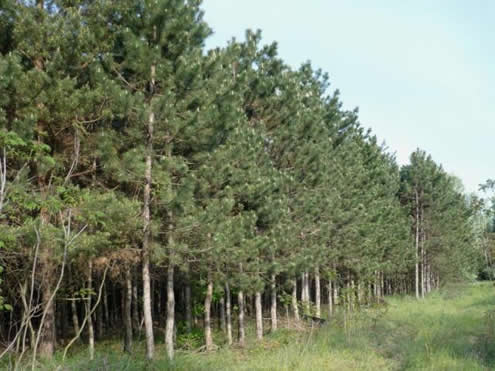A terület felújításával együtt lábon értékesít erdőt az Ipoly Erdő Zrt.