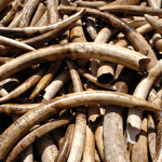 Zambian Ivory Trade