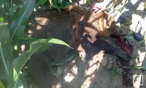 Hajtóra támadt egy medve Gyergyóban