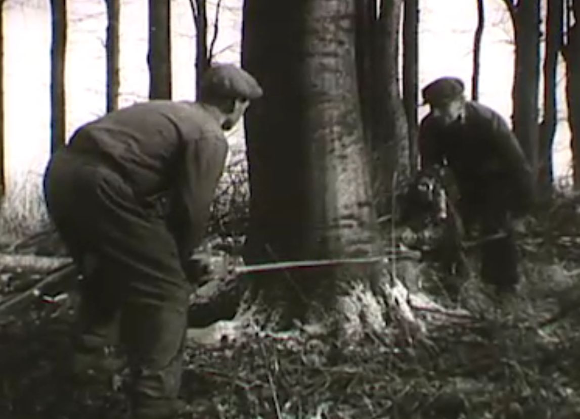 Tölgymakk gyűjtés 1949-ben, fadöntés 1954-ben - Archív erdészeti filmhíradók (VIDEÓK)