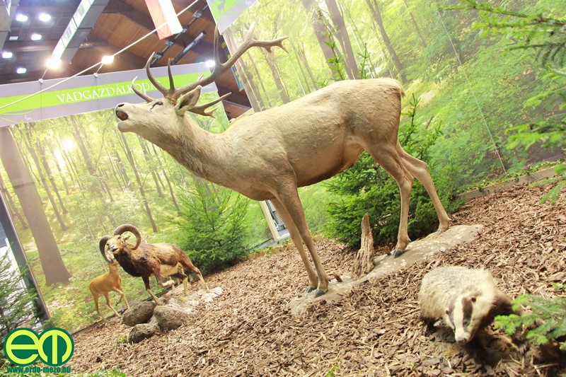 A magyar erdők vadállományának egy részét bemutató dioráma