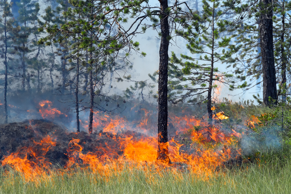 Kevesebb volt a szabadtéri tűz Baranya megyében - Nagyobb erdős területen nem csaptak fel lángok