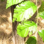 A fiatal kanyargós szillevéldarázs lárvák jellegzetes rágásnyoma (Fotó: Dr. Vétek Gábor)
