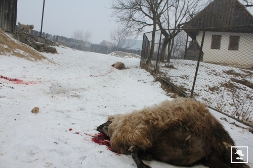 Öt juhot pusztítottak el a farkasok Gyergyószentmiklóson