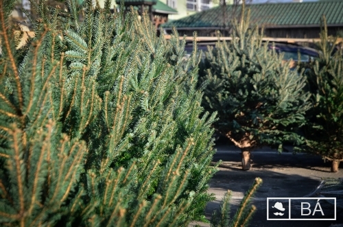 Sok volt az illegális karácsonyfaértékesítés és -fakivágás - Kétszáz ellenőrzést tartottak Hargita megyében