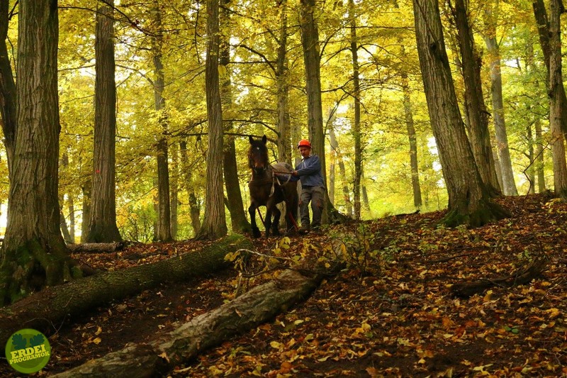 Visszatérő módszer a magyar erdőkben - Természetkímélő fakitermelés lovas fogatokkal (+KÉPEK)
