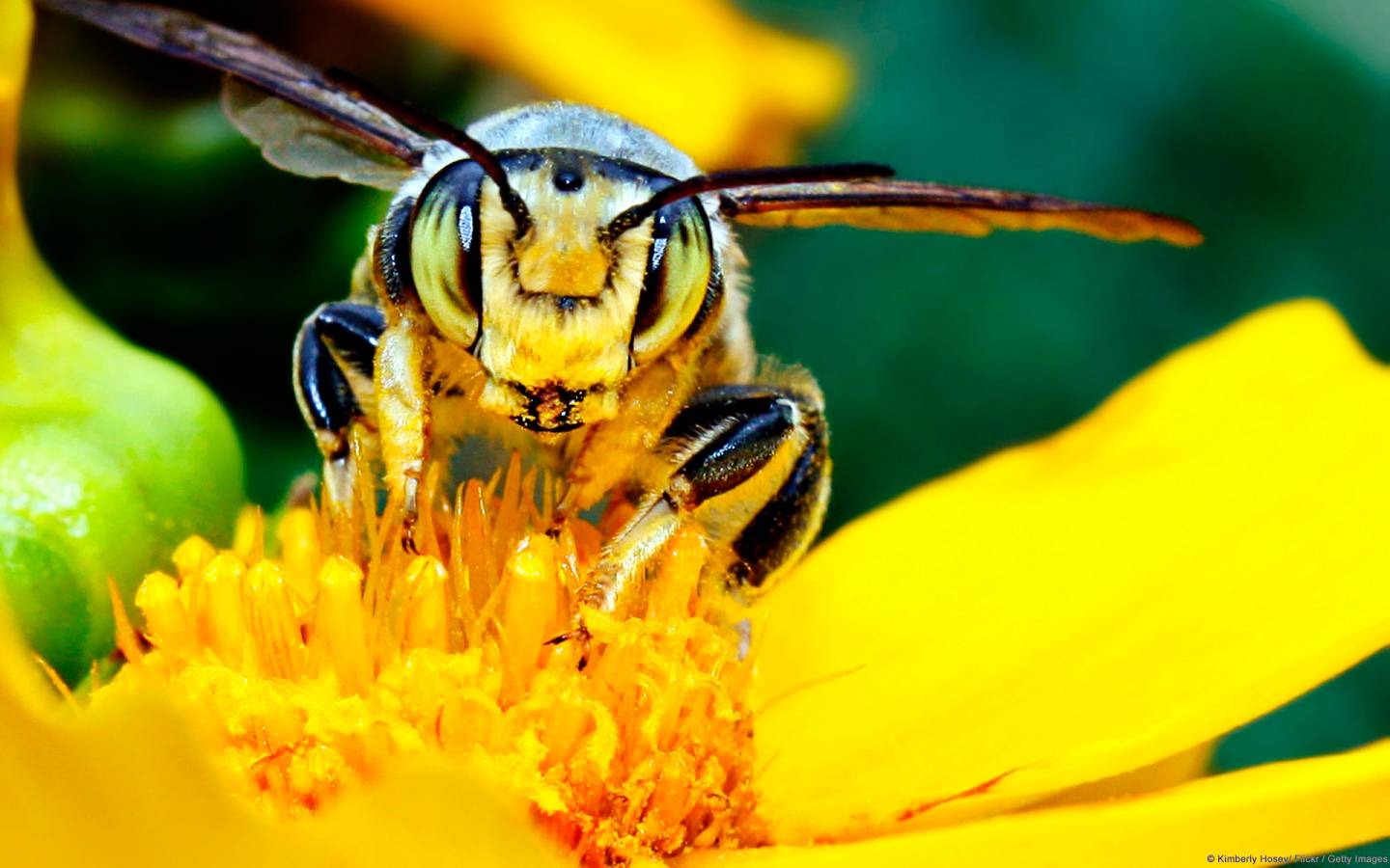 Nagy István: méhészeti szövetkezeteket kellene létrehozni