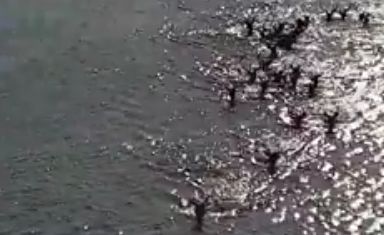 Videóra vették, ahogy a szarvasrudli átkel a Dunán