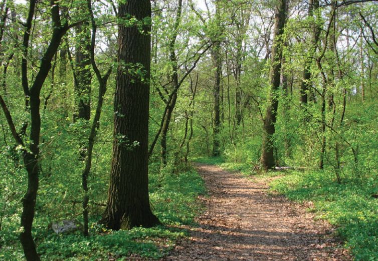 LIFE in Forests konferencia lesz Sopronban a Natura 2000 erdőterületek kezeléséről
