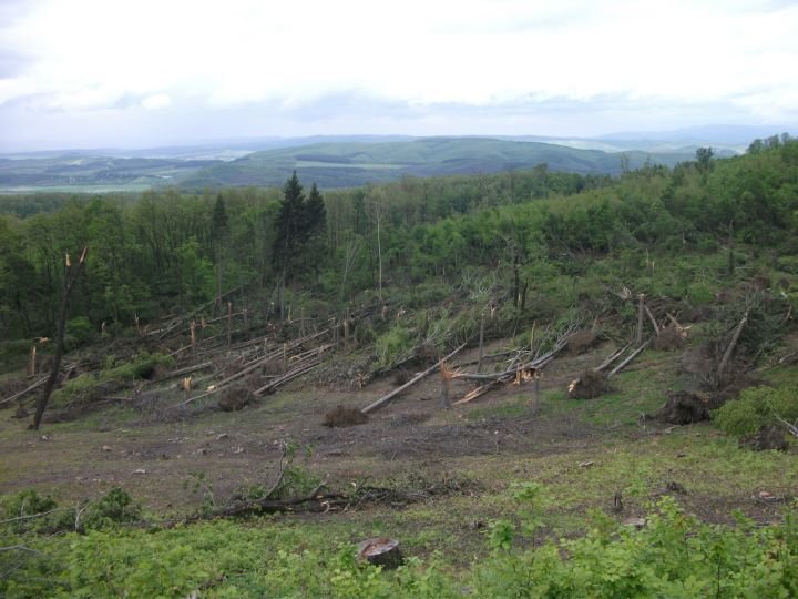 Az áprilisi havazás után a tornádó is nagy kárt okozott az északi erdőkben (+KÉPEK)