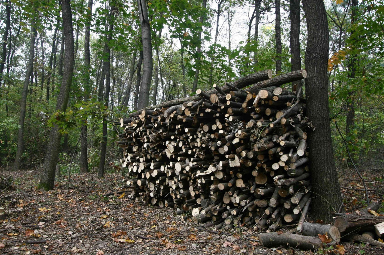 Egyre nagyobb mértéket ölt az illegális tűzifa-kereskedelem a magyar–román határnál