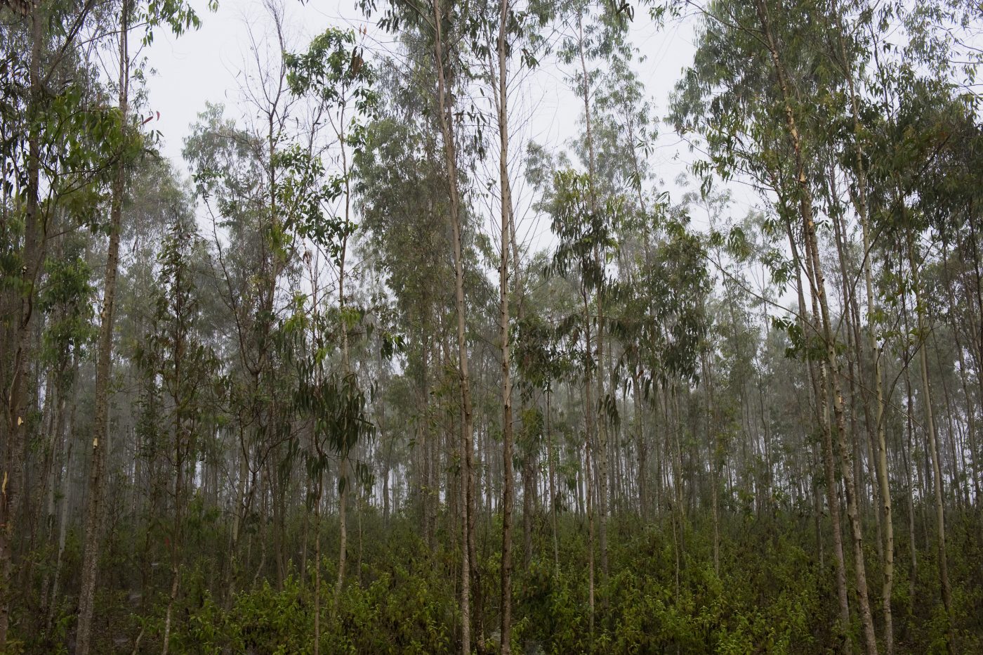 Jelentősen csökkentenék az eukaliptusz ültetvények számát Portugáliában