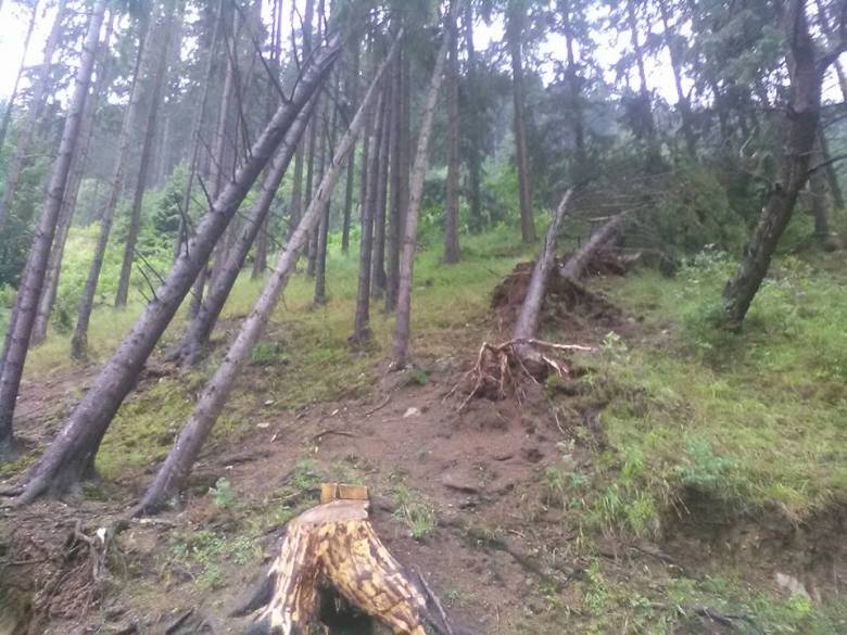 Számos fiatal fát döntött ki, vagy tört derékba a vihar az orotvai erdőkben • Fotó: Gál-Pál László