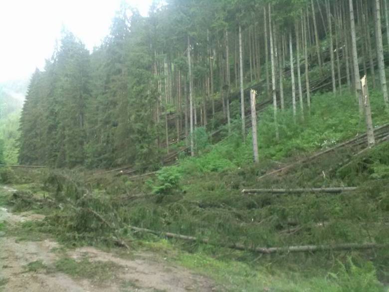 Jelentős kárt okozott az erdőkben a múlt heti vihar Gyergyó környékén