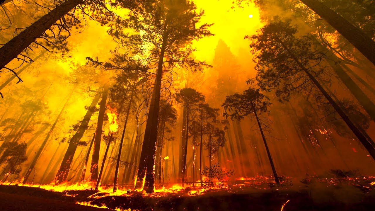 Lövések okozták a hatalmas erdőtüzet a Yosemite Nemzeti Park közelében