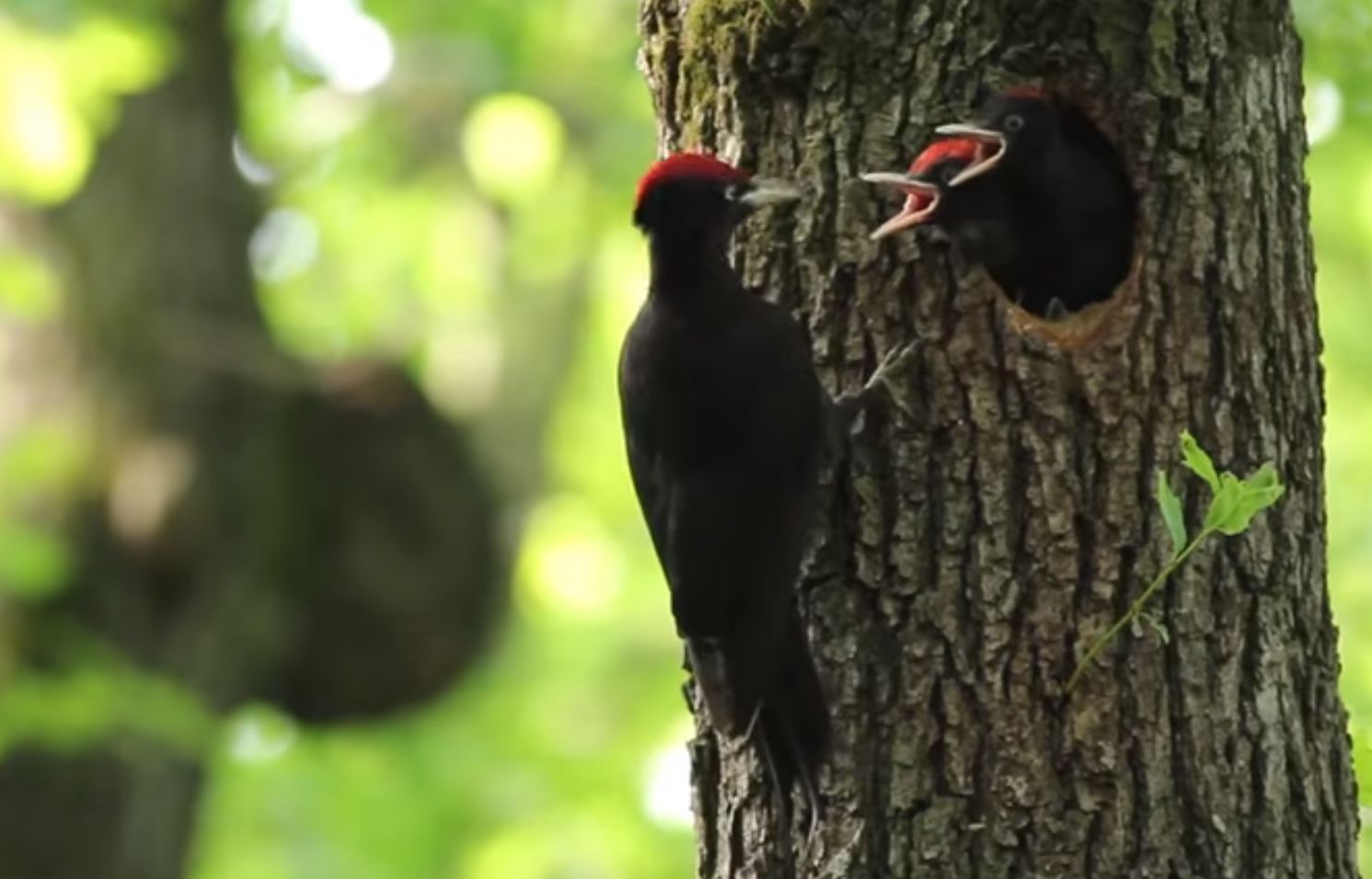 Dokumentumfilm készült a legjobb Natura 2000 erdőket kezelő magán erdőgazdálkodókról (+VIDEÓ)