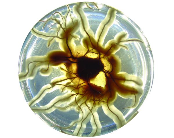 Petri-csészében növekvő rizomorfok Forrás: MTA SZBK