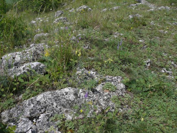 Értékes mészkő sziklagyep tornai vértővel - Gömör-Tornai karszt Fotó: Sonkoly Judit