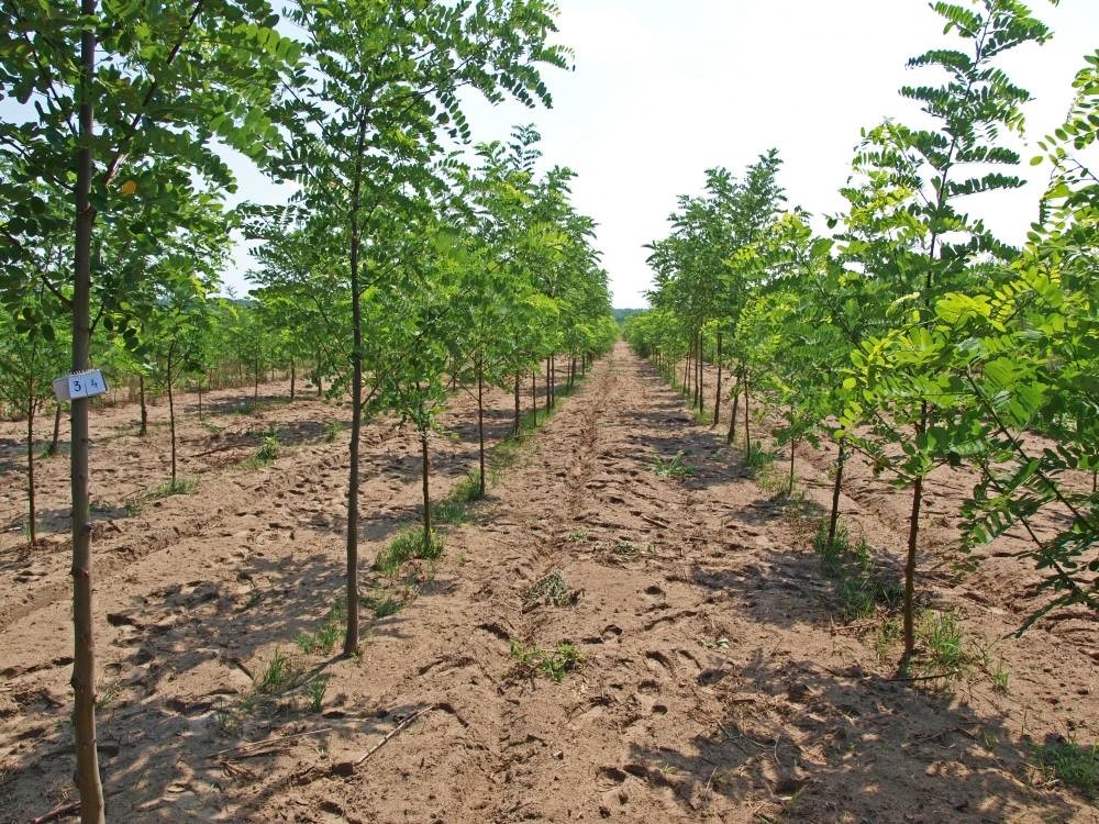Ültetvények, avagy faanyag-termesztés a szántóföldön - Erdészeti kutatások a 25. FeHoVán (I. rész)