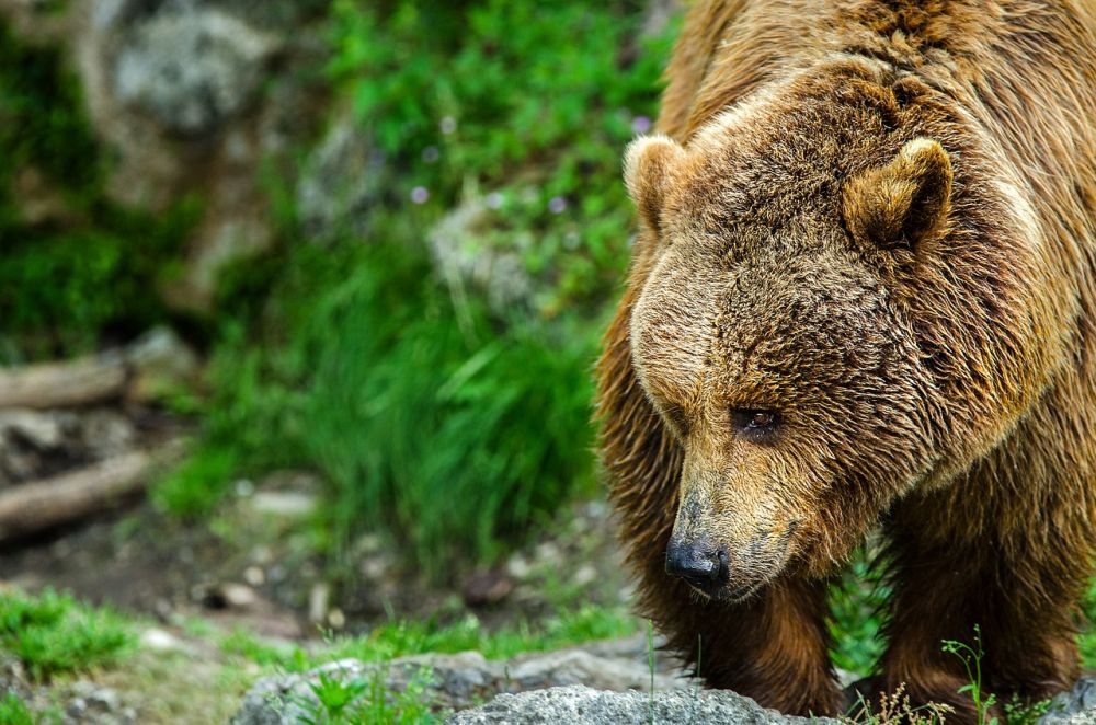 Többször is combon és bokán harapta a medve székelyföldi áldozatát