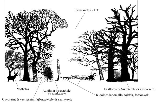 Erdő természetességére utaló jelek Illusztráció: Bakó Gábor, Pócs 1981. ábrája alapján