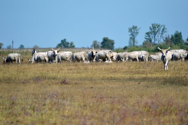 Szürke marhák Fotó: Bakó Gábor