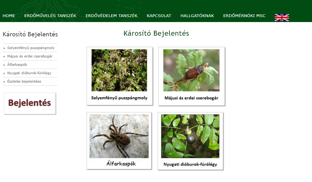Inváziós rovarok a hazai erdőkben – Erdészeti kutatások a 25. FeHoVán (III. rész)