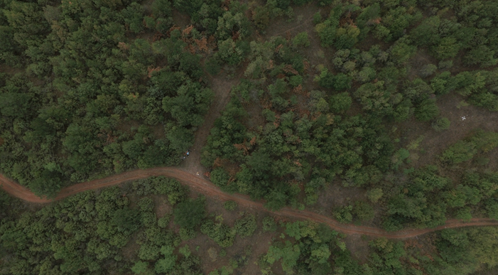 Új, Google-alapú platform a világ erdőkészleteinek felmérésére