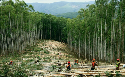 Kína előmozdítja az ázsiai és csendes-óceáni erdőgazdálkodási együttműködéseket