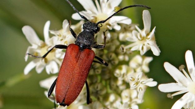 IUCN: Kihalás veszélyezteti a szaproxilofág bogarakat Európában
