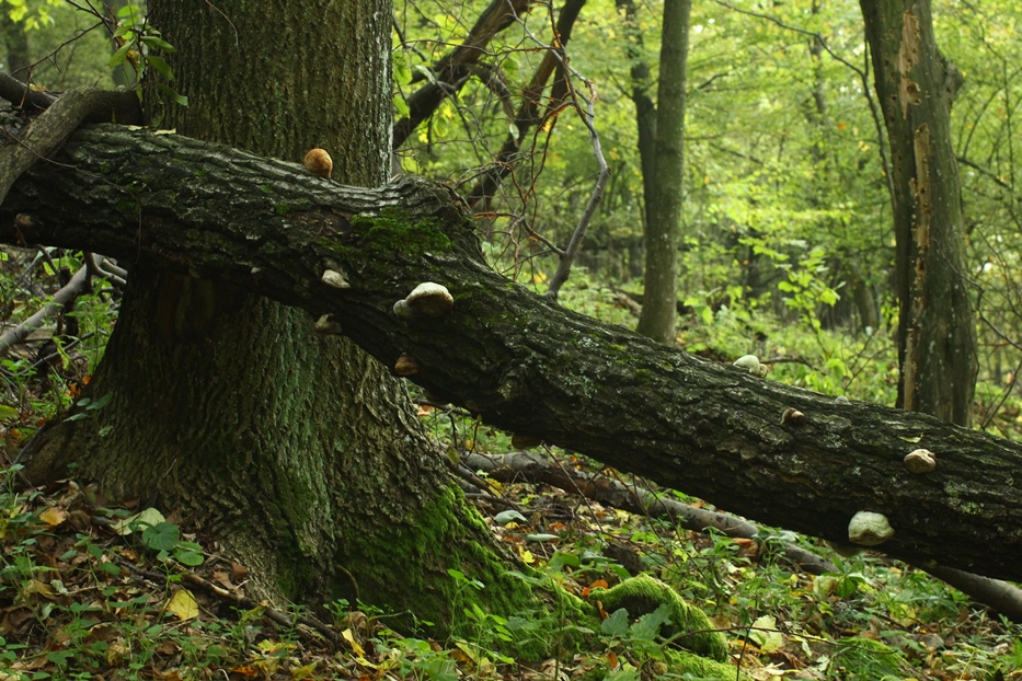 WWF: Százéves erdők Magyarországon