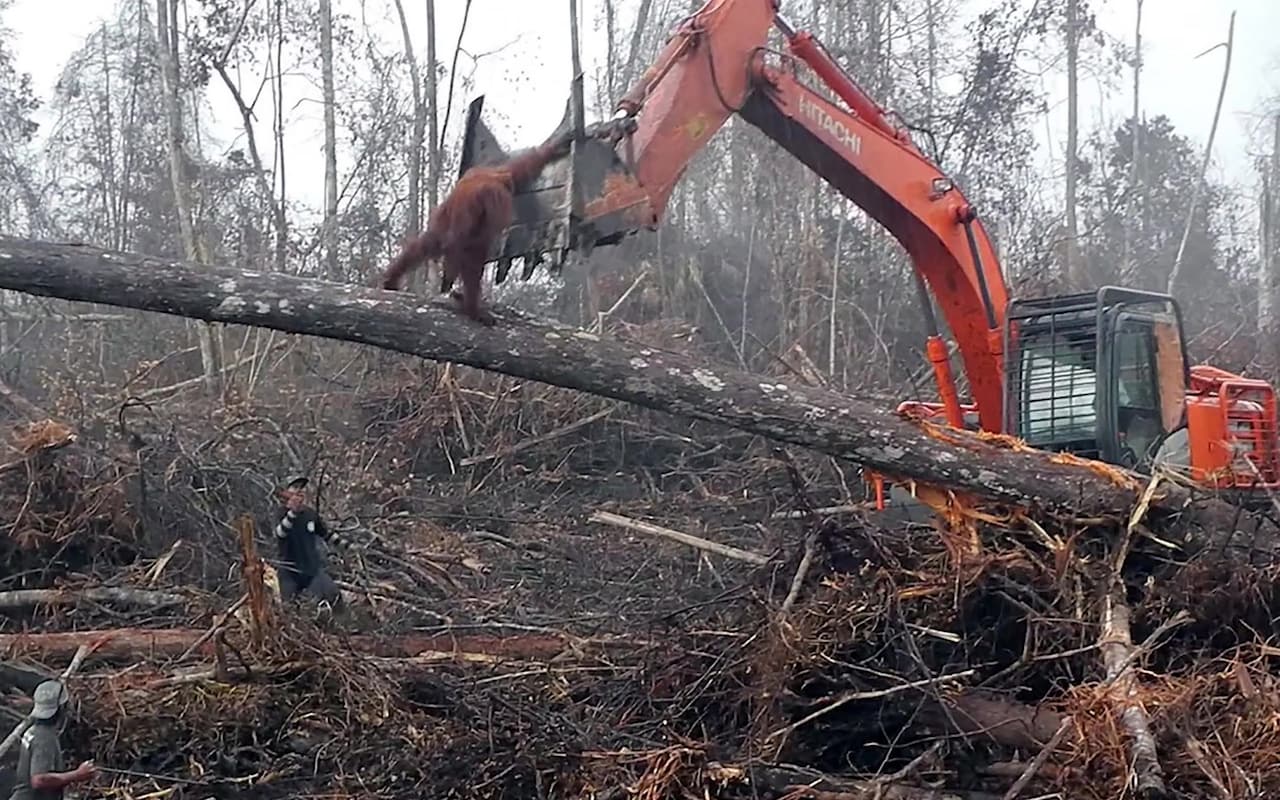 Orángután küzdött a fakitermelőkkel Borneó szigetén (VIDEÓ)