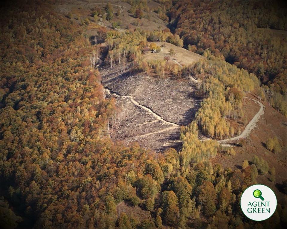 Az állami erdők megduplázódtak, az IKEA a legnagyobb magán-erdőtulajdonos Romániában