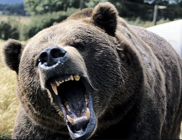 Medve sebesített meg egy vadászt Szlovákiában