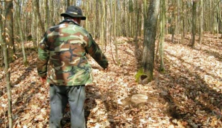 Több száz erdészt bántalmaztak, négyet meg is öltek az illegális fakitermelés miatt Romániában